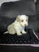 Dallas, a male Havanese for sale in Dundee, OH – 5 of 6