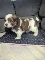 Diamond, a male Havanese for sale in Dundee, OH – 5 of 5