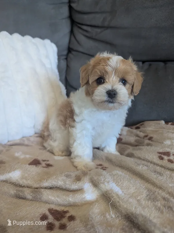 Biscuit F-1B – Havapoo puppy for sale in Dundee, OH