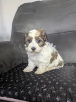 Alex, a male Havanese for sale in Dundee, OH – 6 of 6