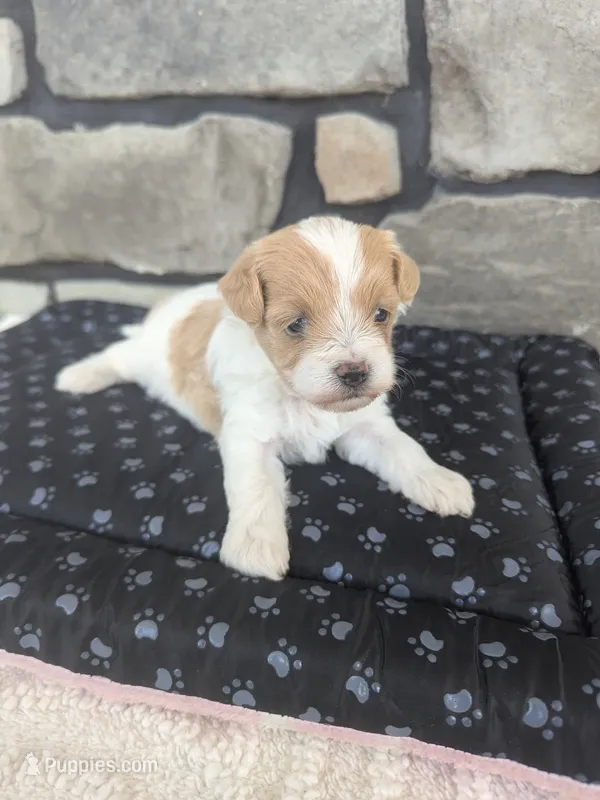 Biscuit F-1B, a male Havapoo for sale in Dundee, OH – 1 of 6