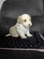 Dallas, a male Havanese for sale in Dundee, OH – 4 of 6