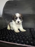 Alex, a male Havanese for sale in Dundee, OH – 2 of 6