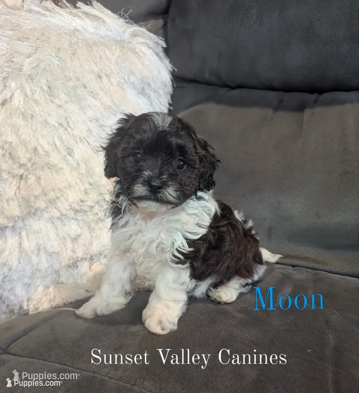 Moon – Havanese puppy for sale in Dundee, OH