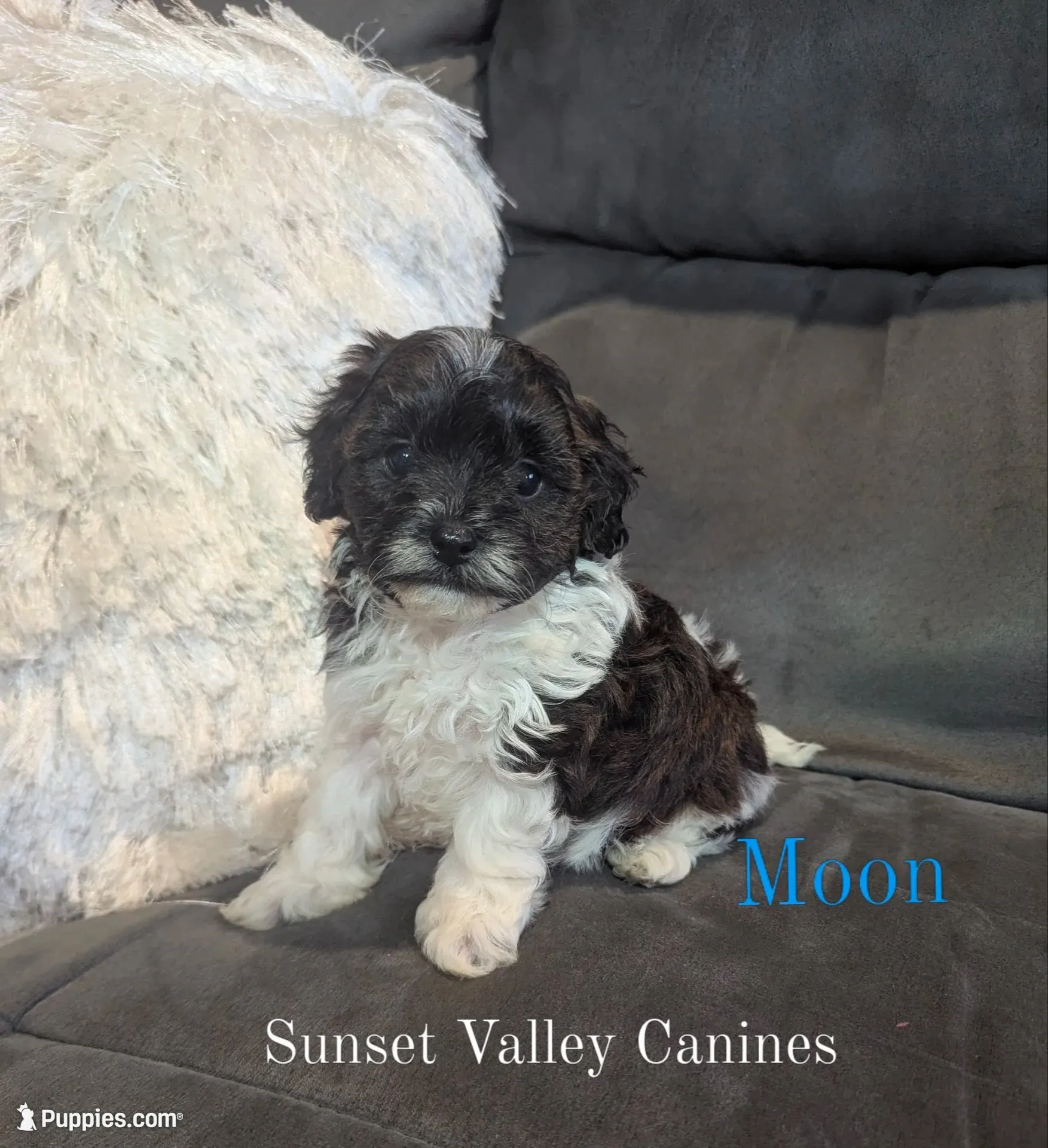 Moon, a male Havanese for sale in Dundee, OH – 1 of 8