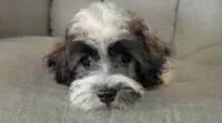 Leo, a male Havanese for sale in Dundee, OH – 3 of 6