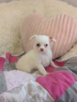 Snowball , a female Chihuahua for sale in Dundee, OH – 3 of 6