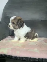 Autumn, a female Havanese for sale in Dundee, OH – 5 of 8