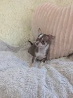 Tiny, a male Chihuahua for sale in Dundee, OH – 3 of 8