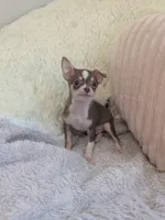 Tiny, a male Chihuahua for sale in Dundee, OH – 7 of 8