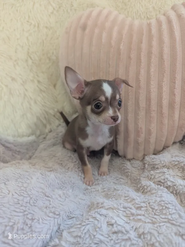 Tiny – Chihuahua puppy for sale in Dundee, OH