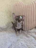 Tiny, a male Chihuahua for sale in Dundee, OH – 1 of 8