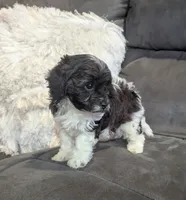 Moon, a male Havanese for sale in Dundee, OH – 3 of 8