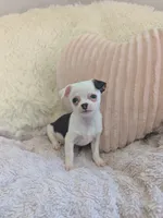Panda , a male Chihuahua for sale in Dundee, OH – 4 of 6