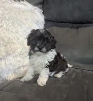 Moon, a male Havanese for sale in Dundee, OH – 7 of 8