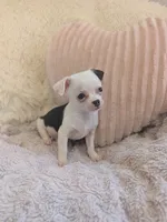 Panda , a male Chihuahua for sale in Dundee, OH – 3 of 6