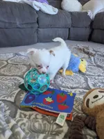 Snowball , a female Chihuahua for sale in Dundee, OH – 6 of 6