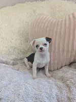 Panda , a male Chihuahua for sale in Dundee, OH – 5 of 6
