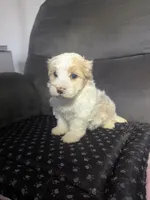 Dallas, a male Havanese for sale in Dundee, OH – 2 of 6
