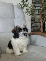 Leo, a male Havanese for sale in Dundee, OH – 5 of 6