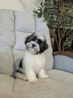 Loki, a male Havanese for sale in Dundee, OH – 3 of 7