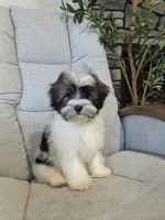 Loki, a male Havanese for sale in Dundee, OH – 7 of 7