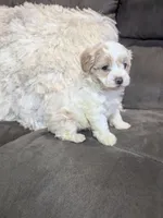 Sadie, a female Havanese for sale in Dundee, OH – 9 of 10