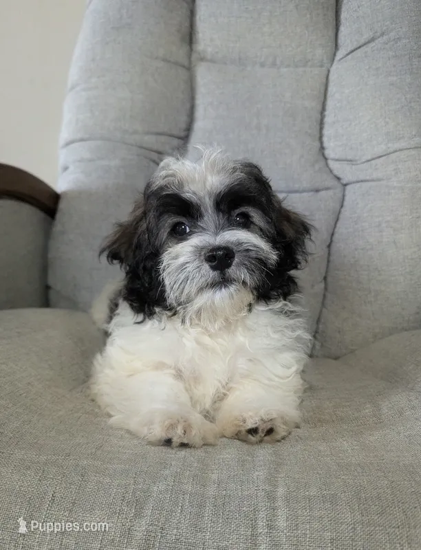 Leo – Havanese puppy for sale in Dundee, OH