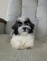 Leo, a male Havanese for sale in Dundee, OH – 1 of 6