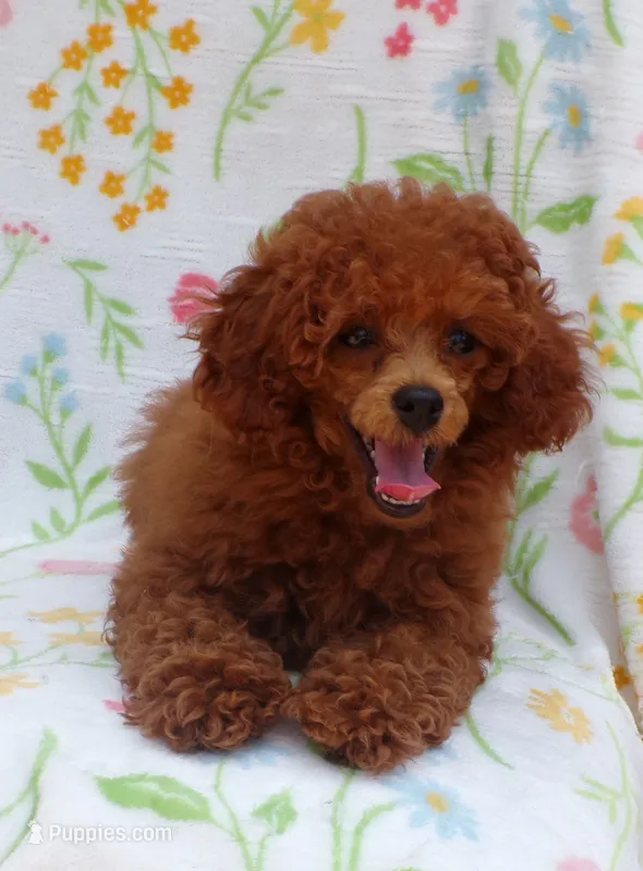 Mindy (AKC) – Poodle - Toy  puppy for sale in Hurricane Mills, TN