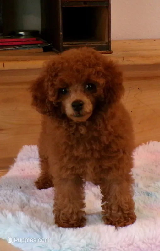 Mindy (AKC) – Poodle - Toy  puppy for sale in Hurricane Mills, TN