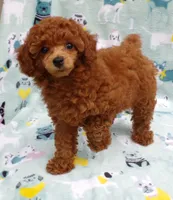 Mindy (AKC), a female Poodle - Toy  for sale in Hurricane Mills, TN – 5 of 6