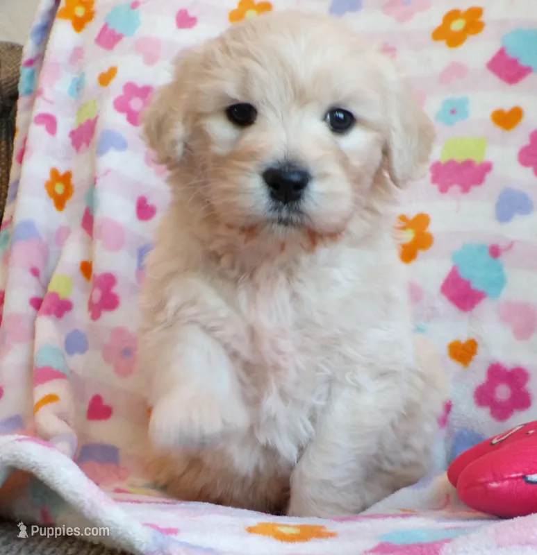 Kiah~english goldendoodle