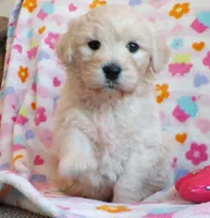 Kiah~english goldendoodle, a female Goldendoodle and English Goldendoodle for sale in Hurricane Mills, TN – Photo 1 of 9
