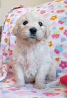 Kiah~english goldendoodle, a female Goldendoodle and English Goldendoodle for sale in Hurricane Mills, TN – Photo 4 of 9