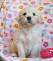 Kiah~english goldendoodle, a female Goldendoodle and English Goldendoodle for sale in Hurricane Mills, TN – Photo 3 of 9