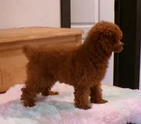 Mindy (AKC), a female Poodle - Toy  for sale in Hurricane Mills, TN – 3 of 6