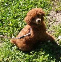 Mindy (AKC), a female Poodle - Toy  for sale in Hurricane Mills, TN – 4 of 6
