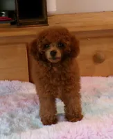 Mindy (AKC), a female Poodle - Toy  for sale in Hurricane Mills, TN – 2 of 6