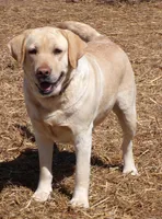 Jewel, a female Labrador Retriever for sale in Hurricane Mills, TN – 5 of 7