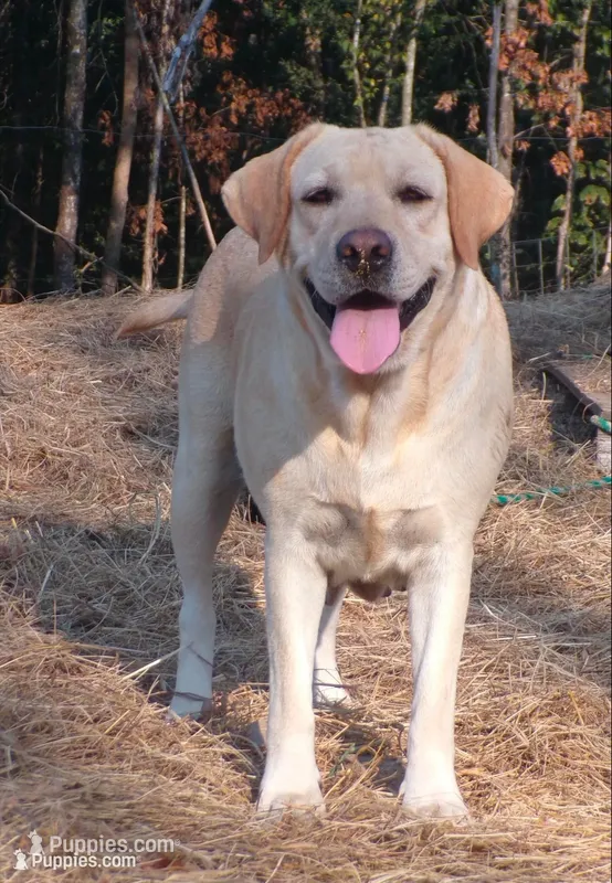 Jewel – Labrador Retriever puppy for sale in Hurricane Mills, TN