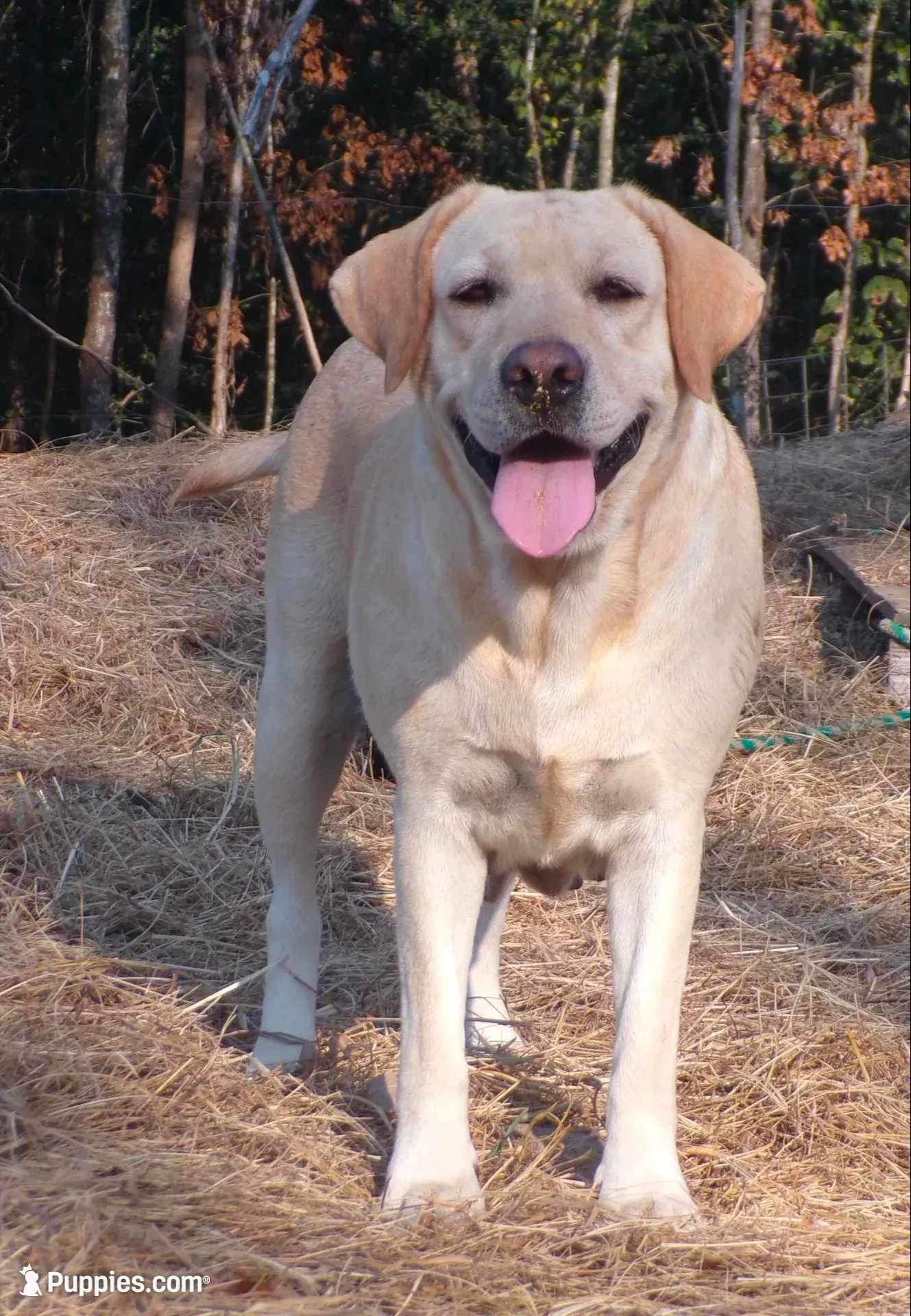 Jewel, a female Labrador Retriever for sale in Hurricane Mills, TN – 1 of 7