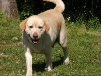 Jewel, a female Labrador Retriever for sale in Hurricane Mills, TN – 2 of 7