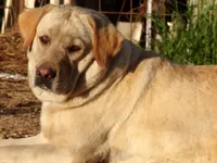 Jewel, a female Labrador Retriever for sale in Hurricane Mills, TN – 3 of 7