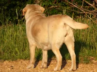 Jewel, a female Labrador Retriever for sale in Hurricane Mills, TN – 4 of 7