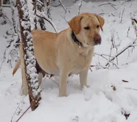 Jewel, a female Labrador Retriever for sale in Hurricane Mills, TN – 6 of 7