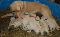Jewel, a female Labrador Retriever for sale in Hurricane Mills, TN – 7 of 7
