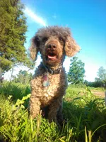 Sebastian, a male Poodle - Toy  for sale in Hurricane Mills, TN – 2 of 5