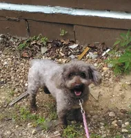 Sebastian, a male Poodle - Toy  for sale in Hurricane Mills, TN – 4 of 5