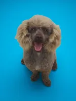 Sebastian, a male Poodle - Toy  for sale in Hurricane Mills, TN – 3 of 5